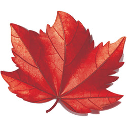 Garnier Whole Blends Restoring Conditioner Maple Remedy, For Dry, Damaged Hair, 12.5 fl. oz.-CaribOnline
